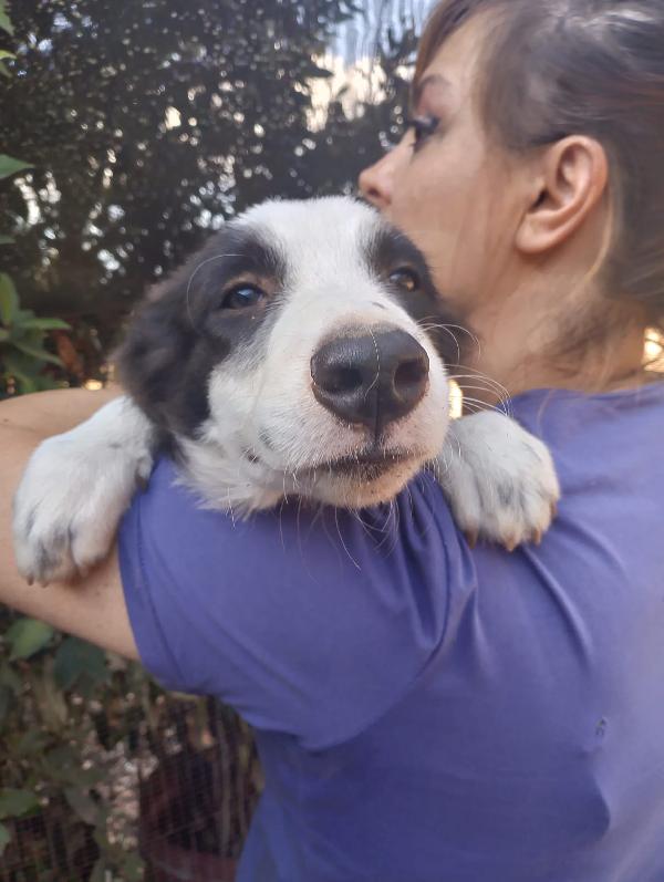 🌟🌟“Dolce, bello e compatibile con tutti: Dylan è il cucciolo che sogni!” Foto 7